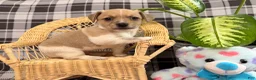 Jack Russell Terrier dogs for sale: Micah - Ad 3