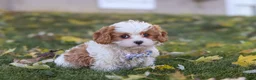 Cavapoo dogs for sale: Alice - Ad 6
