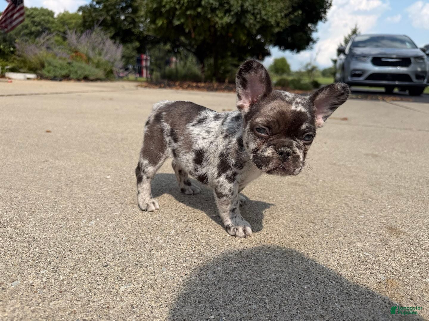 French Bulldog dogs Large Female Isabella Merle Puppy - Ad 2