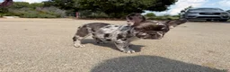 French Bulldog dogs for sale: Large Female Isabella Merle Puppy - Ad 2