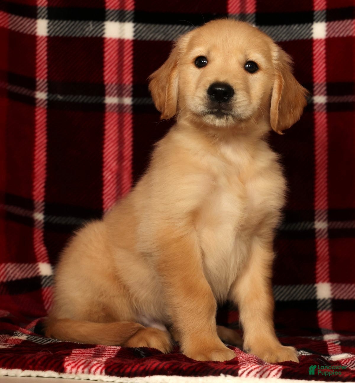 Golden Retriever dogs Rambo - Ad 1