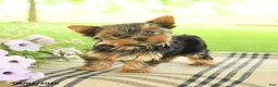 Yorkshire Terrier dogs for sale: Violet - Ad 4