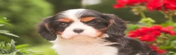 Cavalier King Charles Spaniel dogs for sale: Jerry - Ad 4