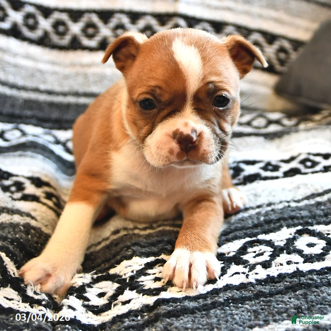 Boston Terrier dogs for sale: Heather - Ad 1