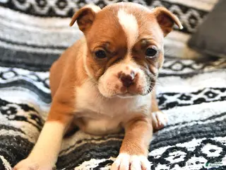 Boston Terrier dogs for sale: Heather - Ad 4
