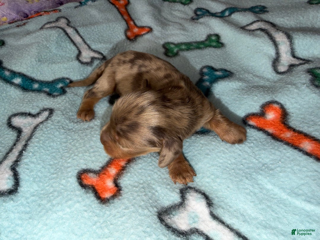 Dachshund dogs for sale: Uno chocolate dapple boy - Ad 2