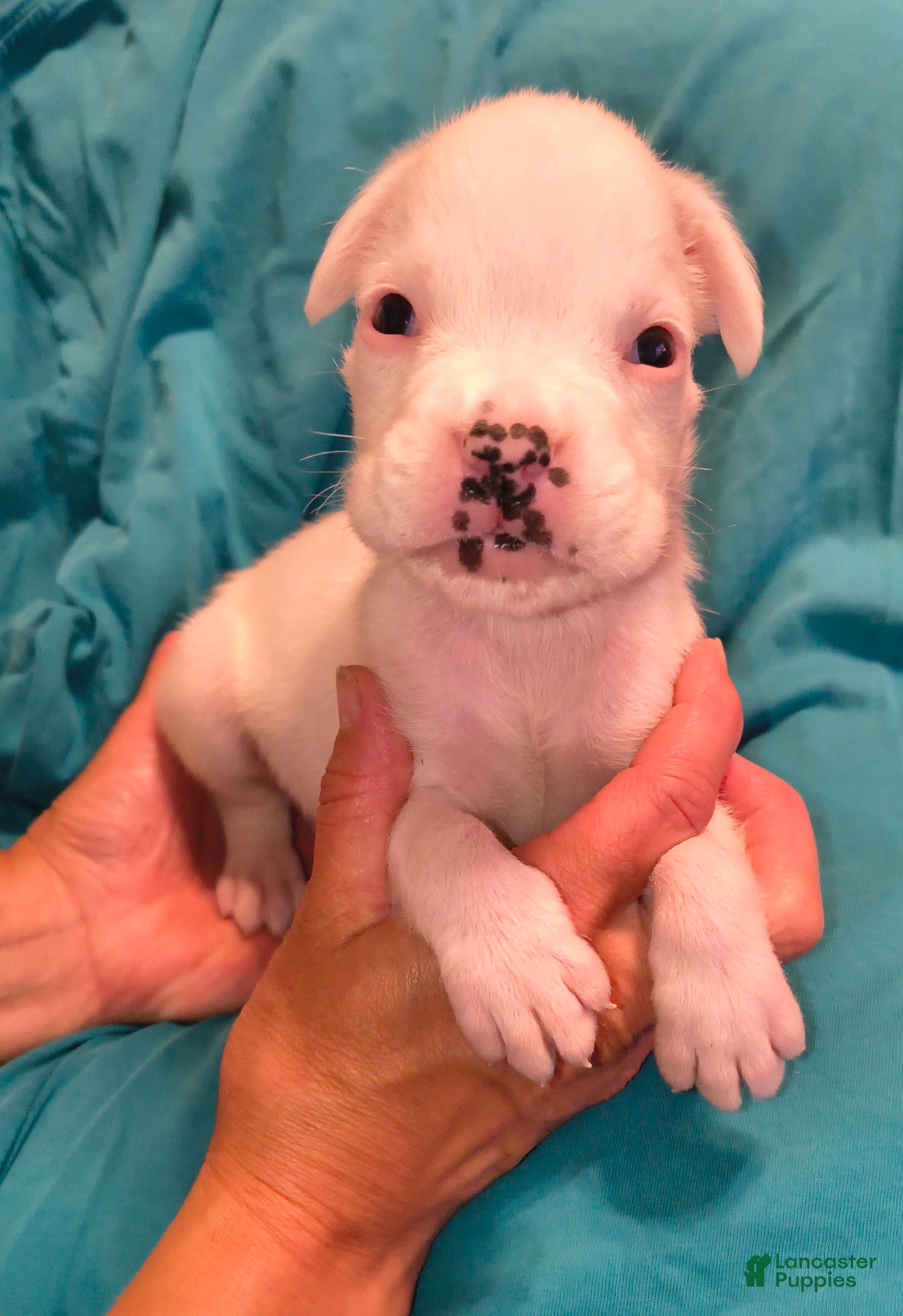 Boxer dogs Peppermint - Ad 1