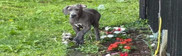 Great Dane dogs for sale: Emma  - Ad 4