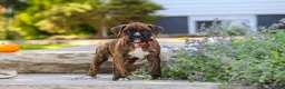 Boxer dogs for sale: Theo - Ad 5