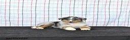 Australian Shepherd dogs for sale: Parker - Ad 4