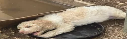 Goldendoodle dogs for sale: Goldendoodle 5 - Ad 3