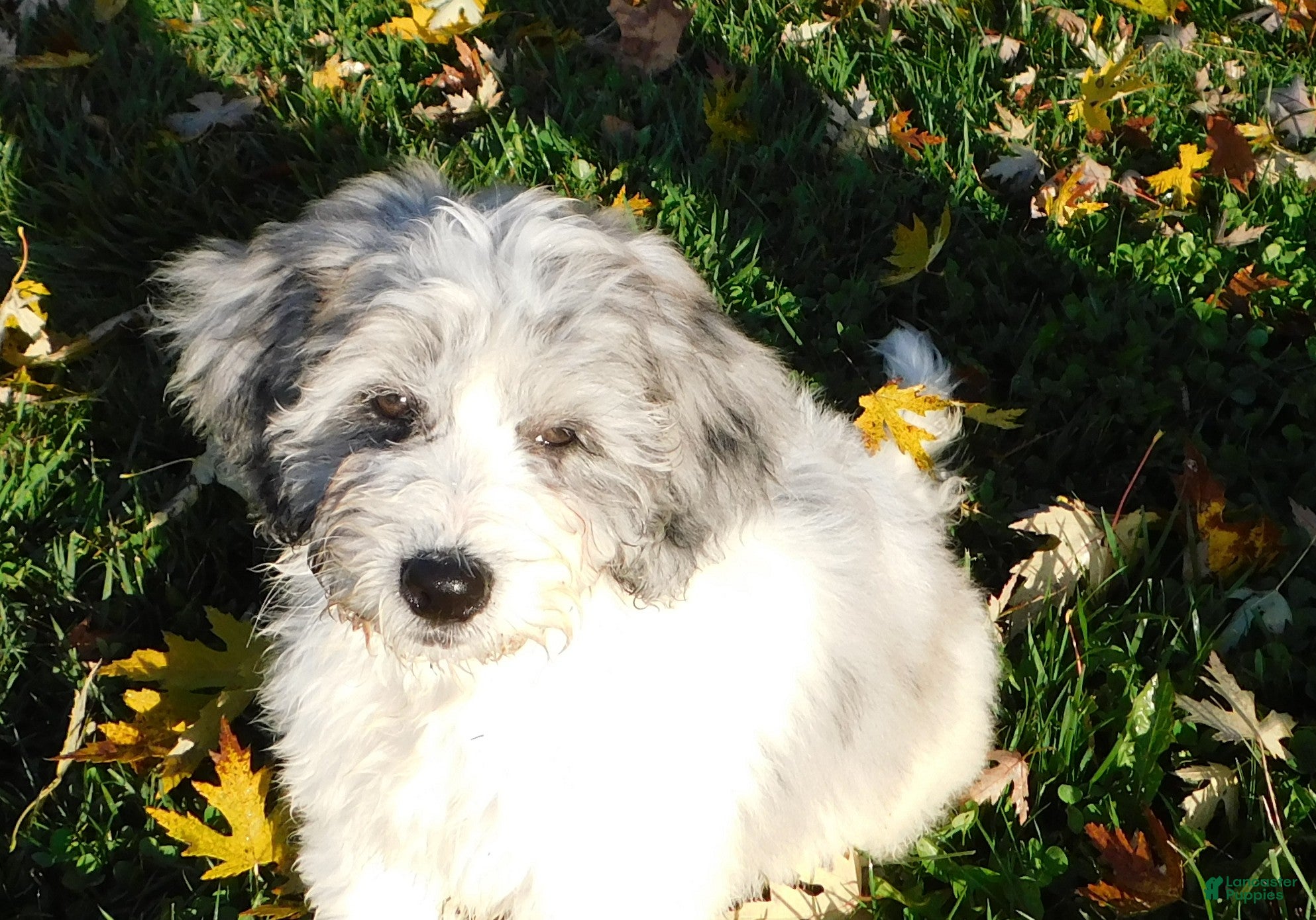 Newfypoo dogs Isabella - Ad 5