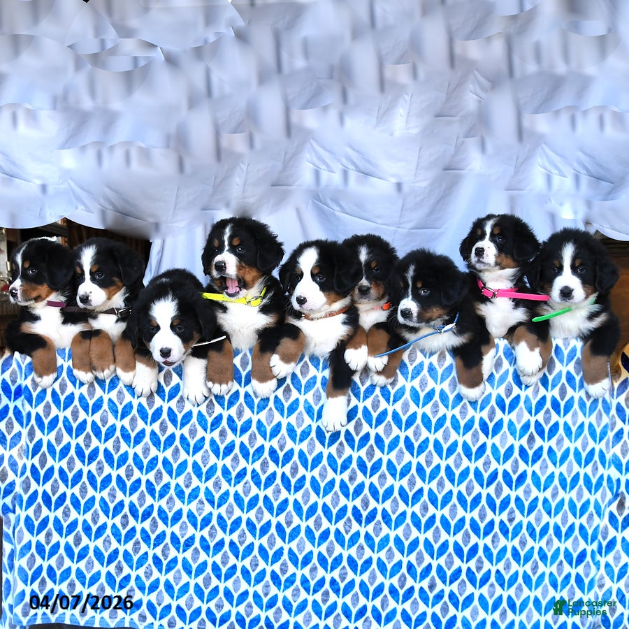 Bernese Mountain Dog dogs Jake - Ad 2