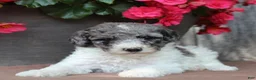 Standard Poodle dogs for sale: Fern AKC Standard Poodle - Ad 36