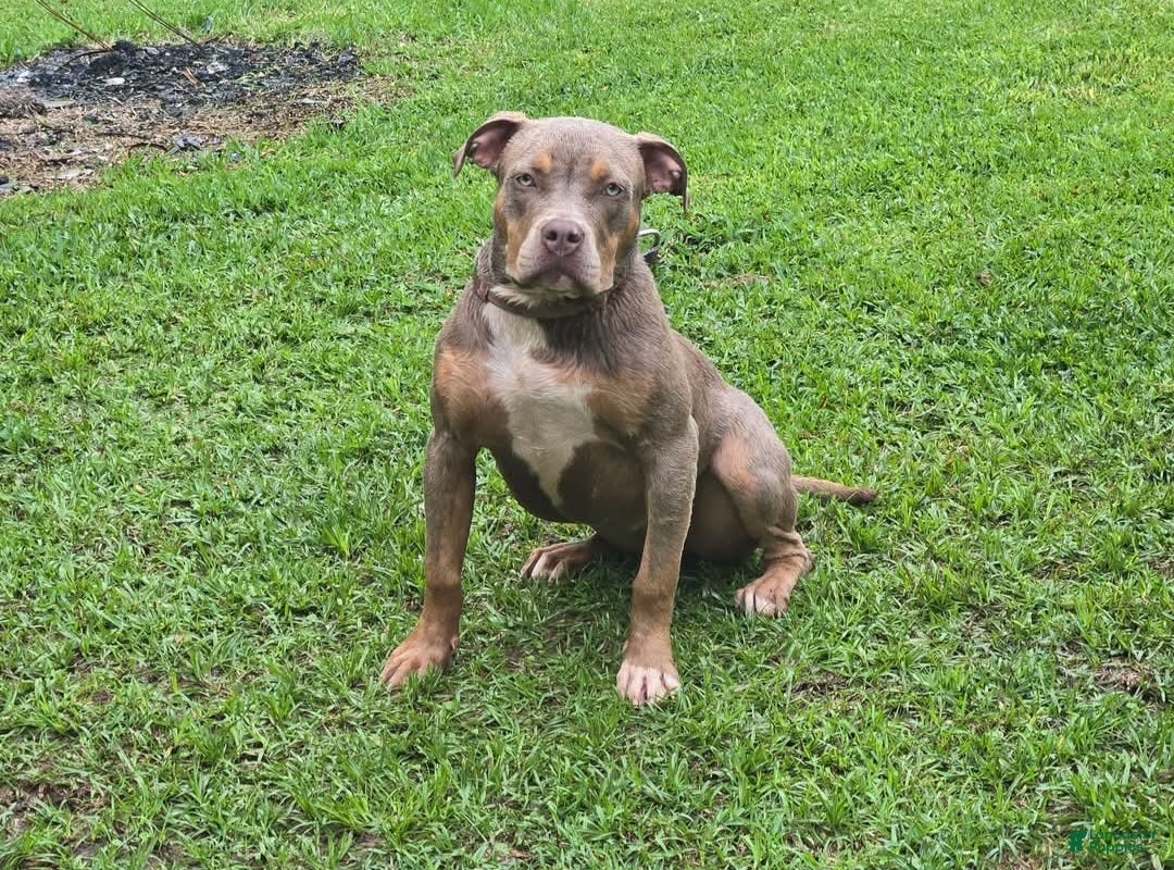 American Bully dogs American Bully Puppy 2 - Ad 1