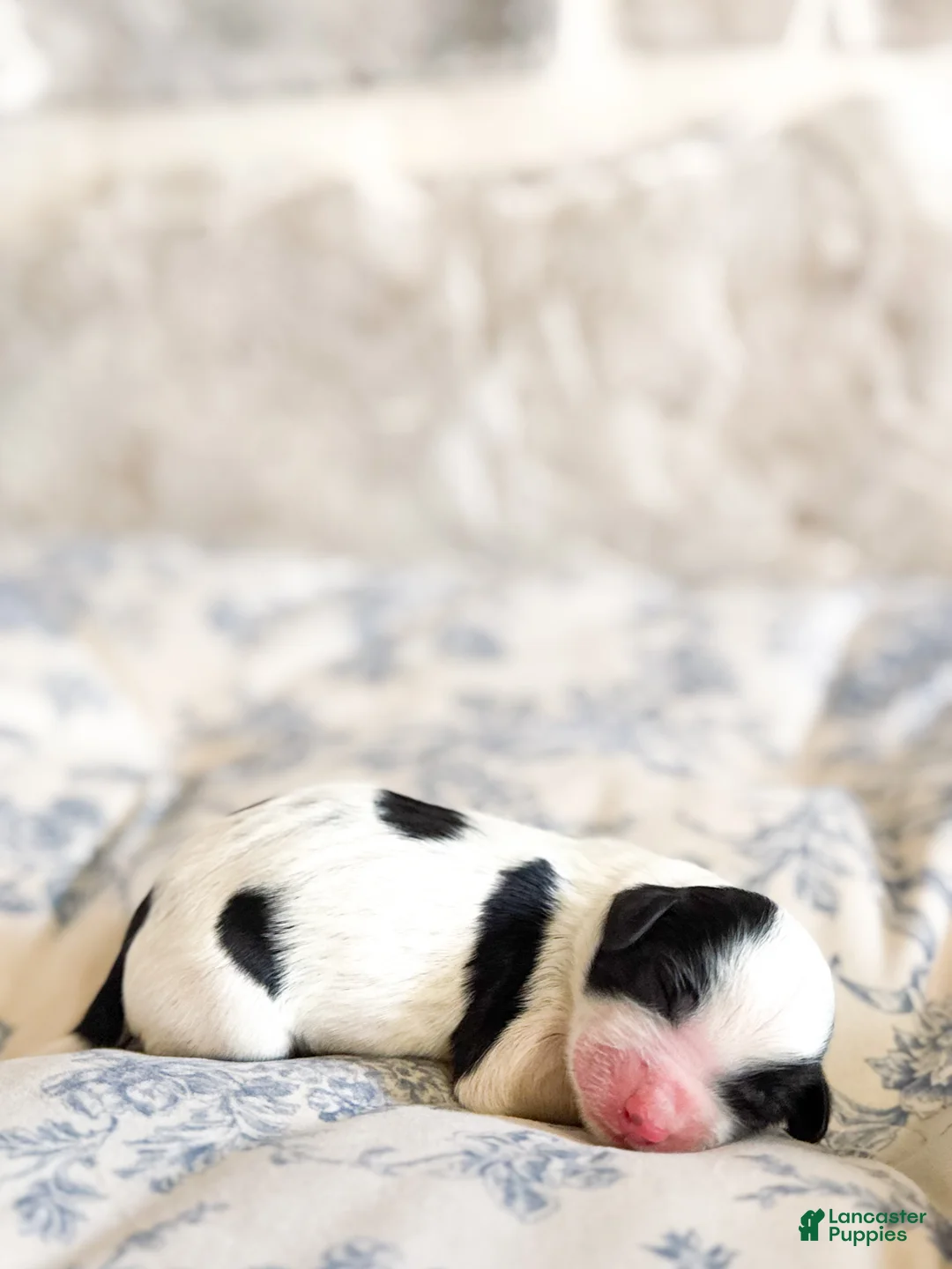 Mini Bernedoodle dogs for sale: Lottie - Ad 2