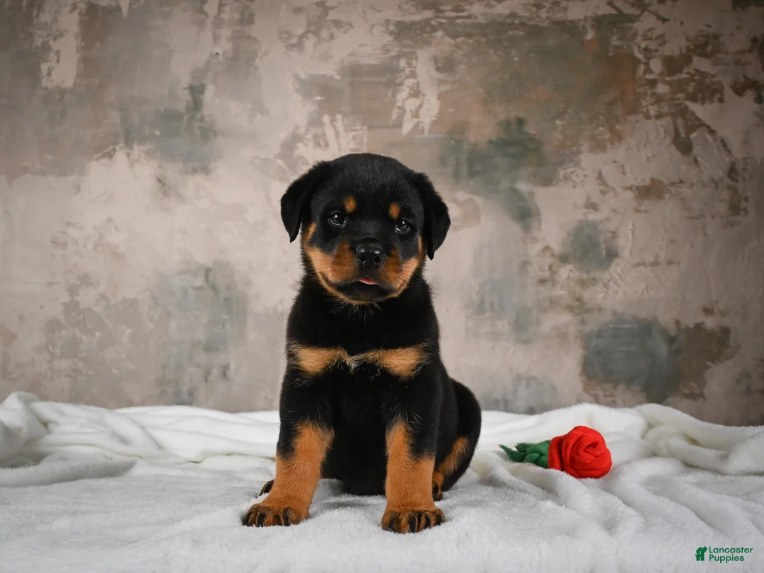 Rottweiler dogs for sale:  Hazel 🐾 - Ad 1