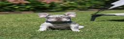 French Bulldog dogs for sale: Leo - Ad 5