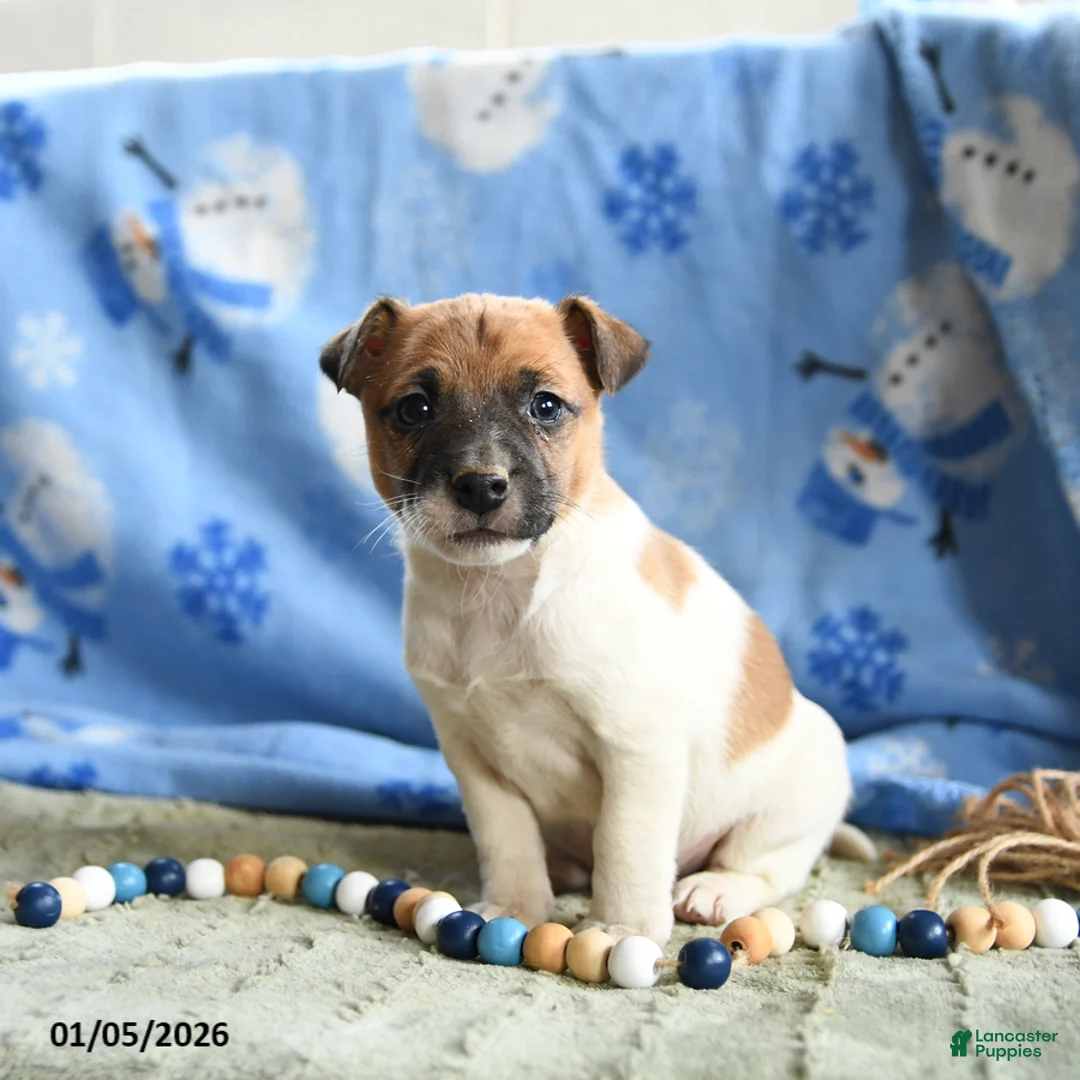 Jack Russell Terrier dogs for sale: Pepper - Ad 2