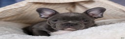 Frenchton dogs for sale: NOAH - Ad 17