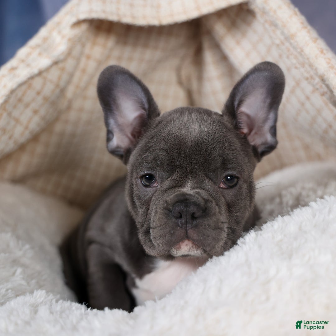 Frenchton dogs for sale: NOAH - Ad 17