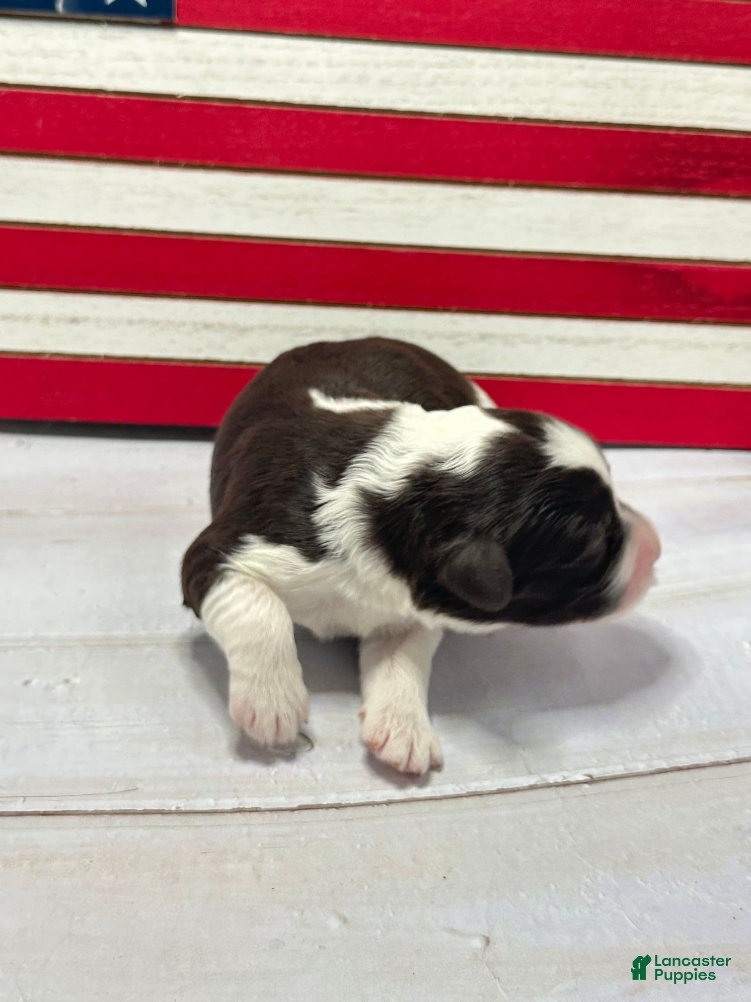 Portuguese Water Dog dogs Patriot Male - Ad 38