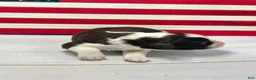 Portuguese Water Dog dogs for sale: Patriot Male - Ad 1