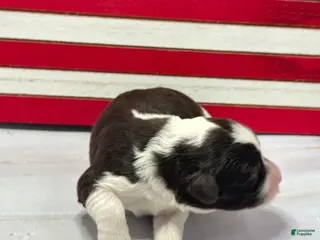 Portuguese Water Dog dogs Patriot Male - Ad 38