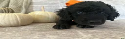 Goldendoodle dogs for sale: Onyx 🧡 - Ad 7