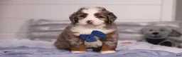 Mini Bernedoodle dogs for sale: Bojack - Ad 1
