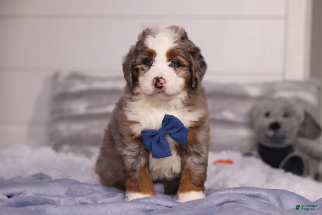Mini Bernedoodle dogs for sale: Bojack - Ad 1