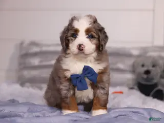 Mini Bernedoodle dogs for sale: Bojack - Ad 4