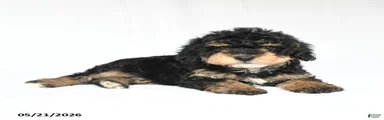 Kit