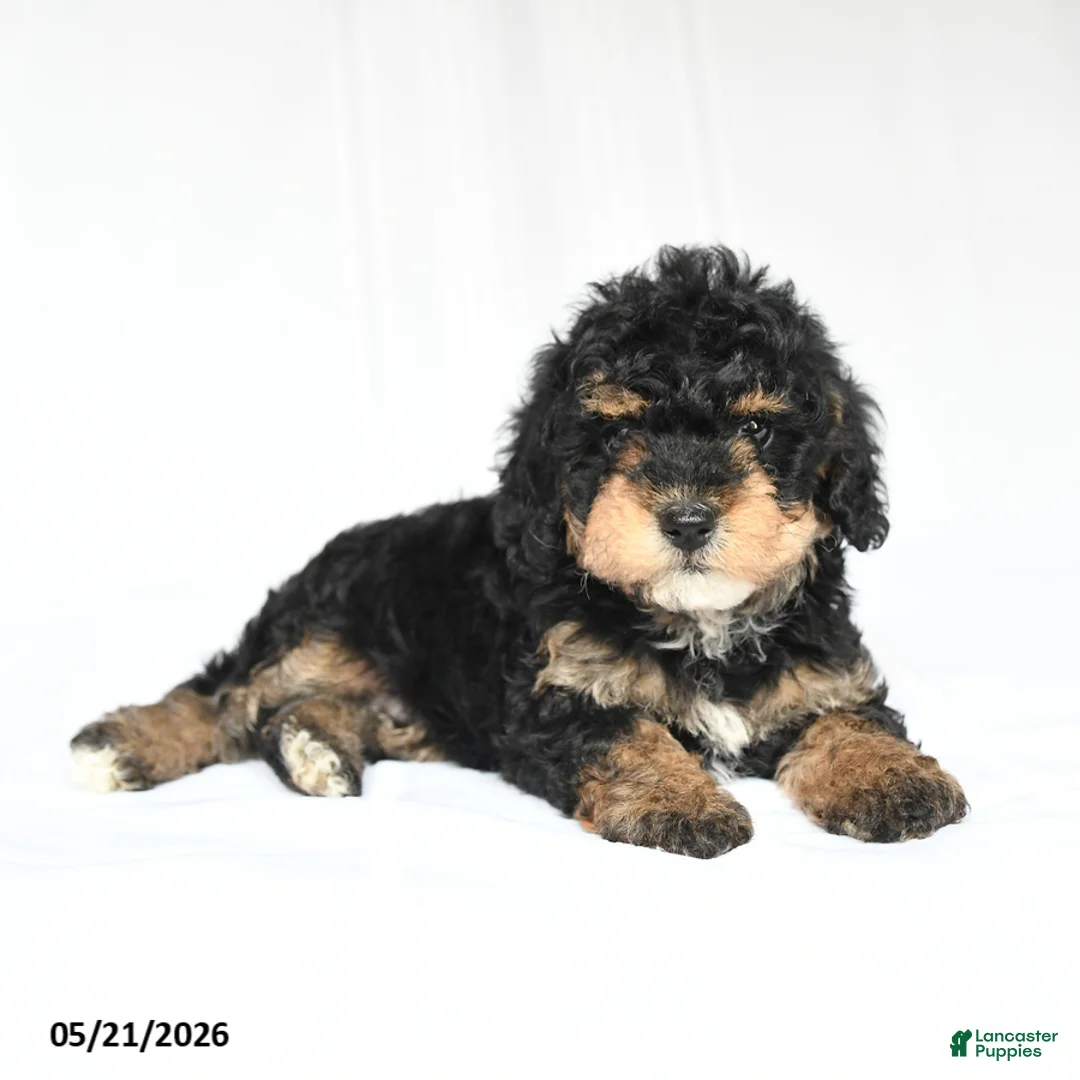 Toy Poodle dogs for sale: Kit - Ad 1