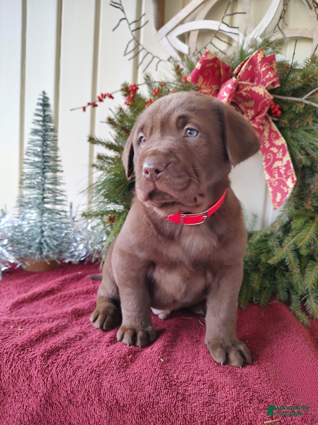 Labrador Retriever dogs for sale: Nash - Ad 4