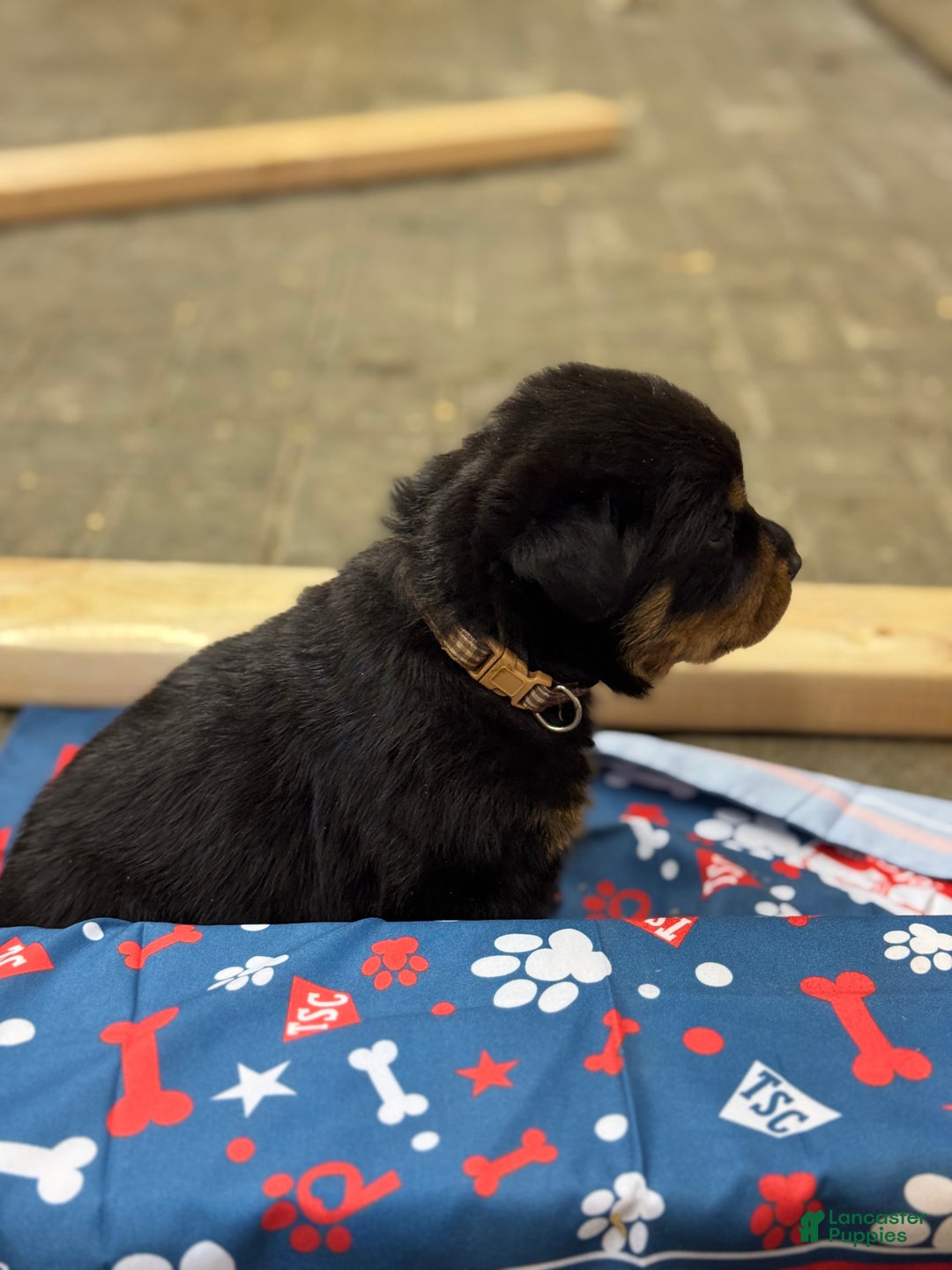 Rottweiler dogs for sale: Dax (docked tail)  - Ad 3