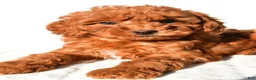 Mini Goldendoodle dogs for sale: Cinnamon  - Ad 5