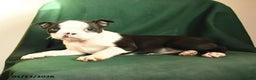 Boston Terrier dogs for sale: Fiona - Ad 2