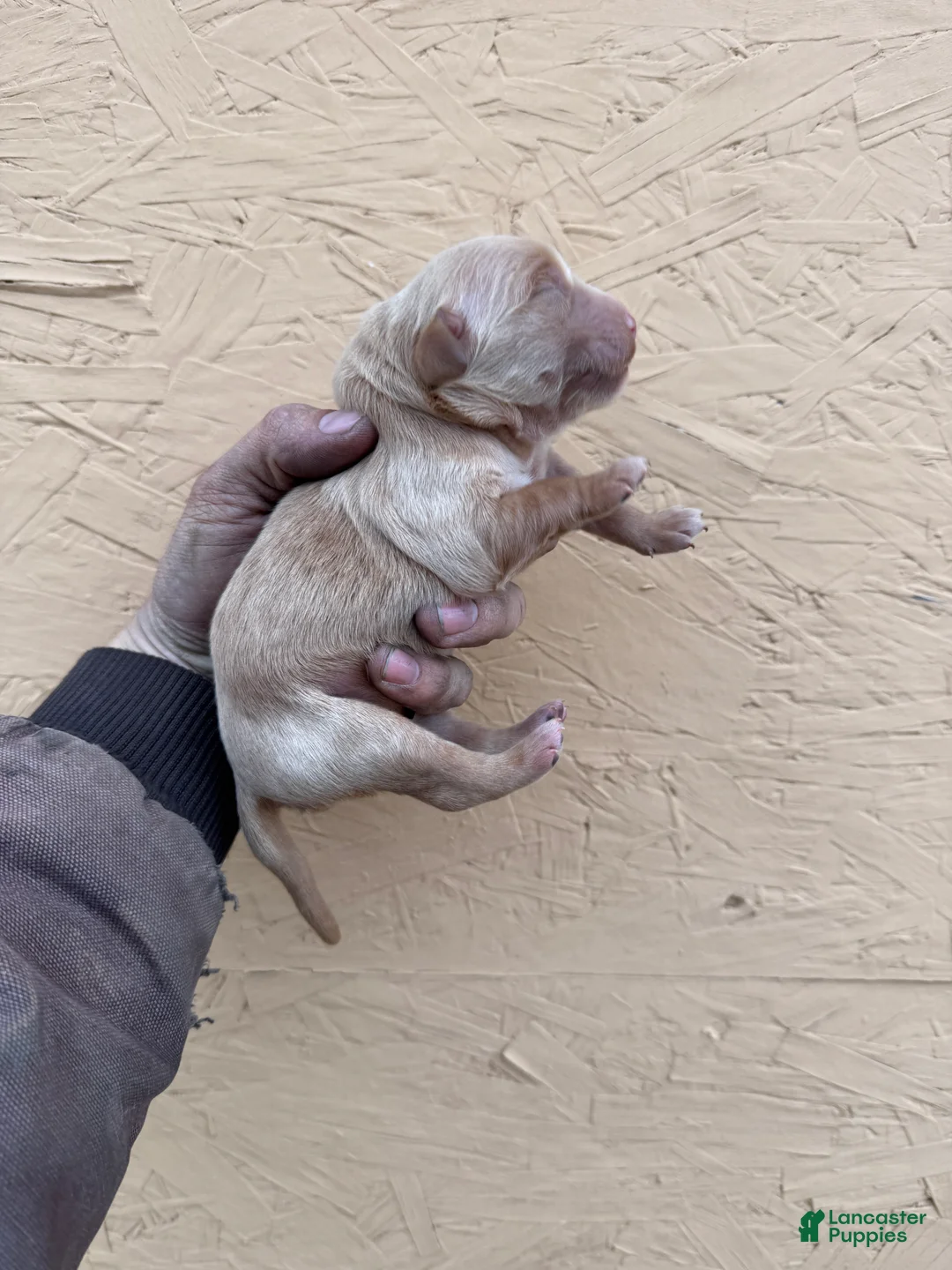 Golden Retriever dogs for sale: Roy - AKC, Genetically Clear - Ad 1