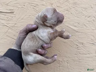 Golden Retriever dogs Roy - AKC, Genetically Clear - Ad 4