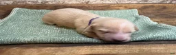 Miniature Dachshund dogs for sale: Ginger- Green - Ad 6