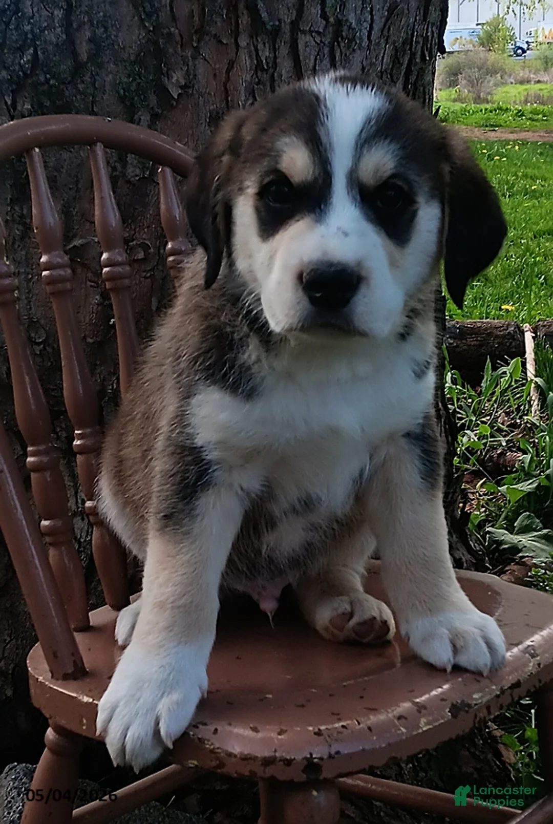 Mixed Breed dogs for sale: Junior - Ad 1