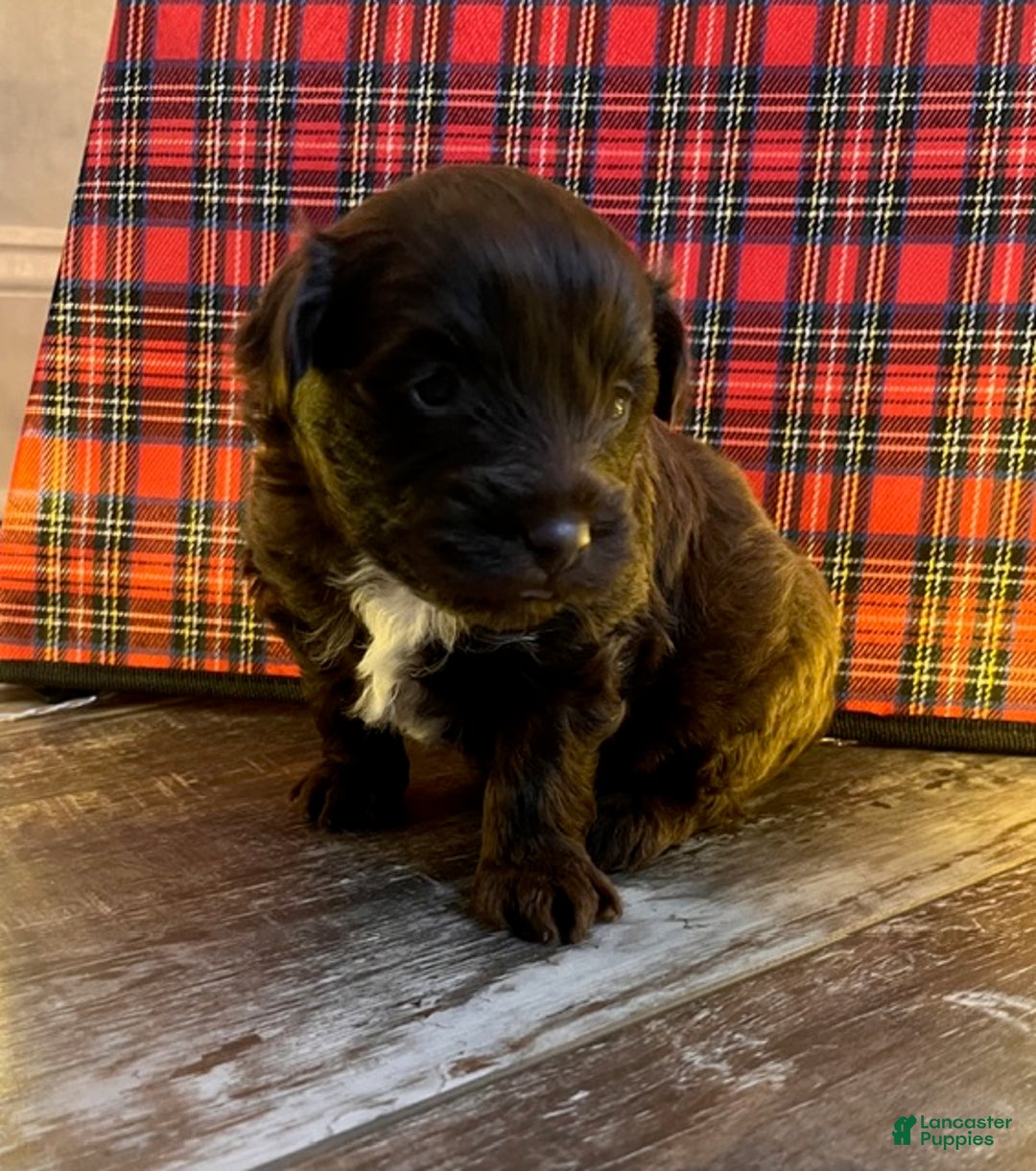 Pomapoo dogs for sale: Kevin - Ad 1