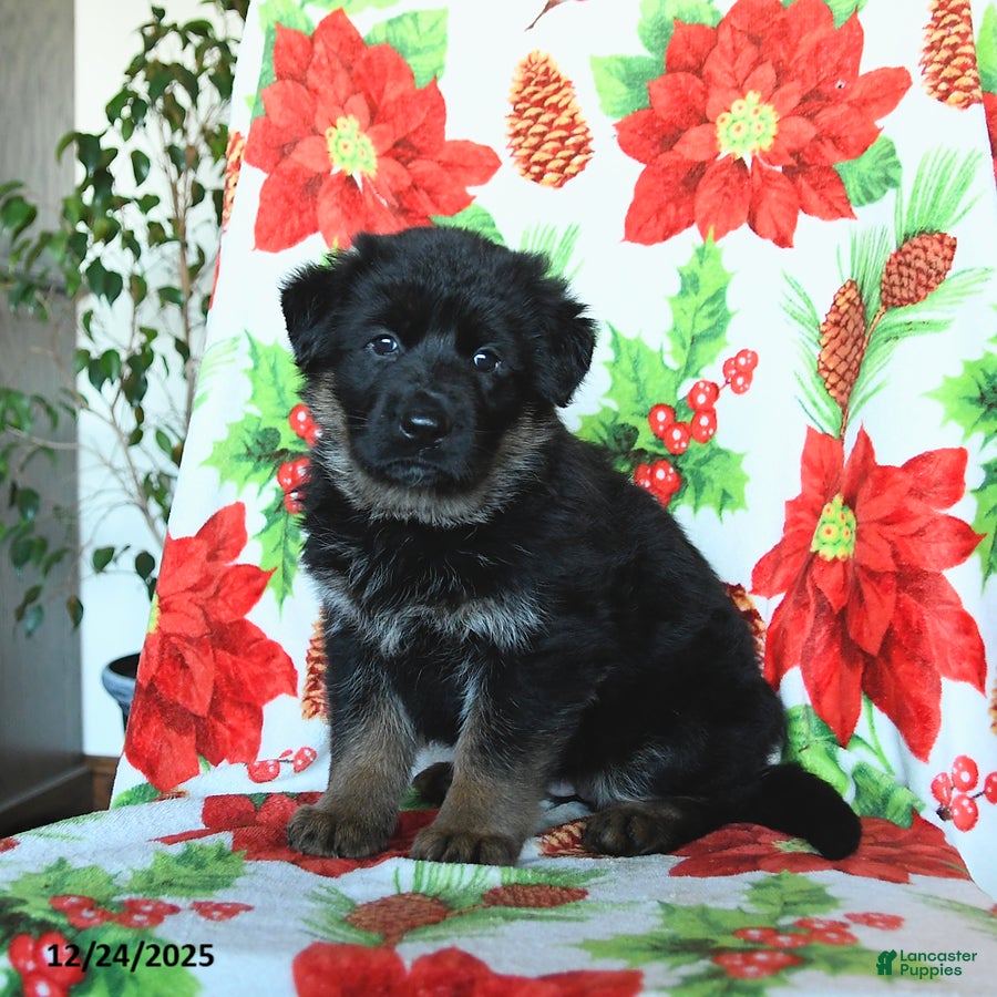 German Shepherd dogs Luna   - Ad 10