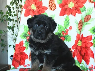 German Shepherd dogs Luna - Ad 32