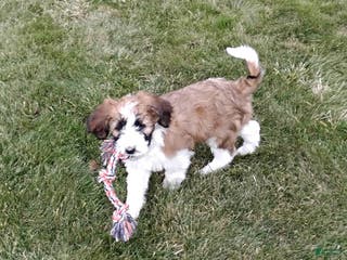 Saint Berdoodles dogs Cinnamon - Ad 1