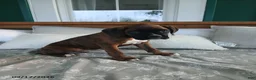 Boxer dogs for sale: Izzy - Ad 5