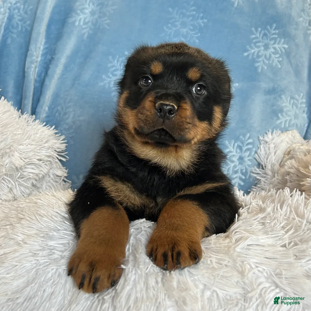Rottweiler dogs for sale: Chase - Ad 6