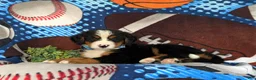 Bernese Mountain Dog dogs for sale: Brody - Ad 4