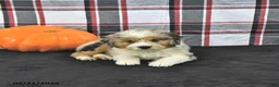 Mini Aussiedoodle dogs for sale: Dazzle  - Ad 3